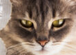 comportamiento de los gatos
