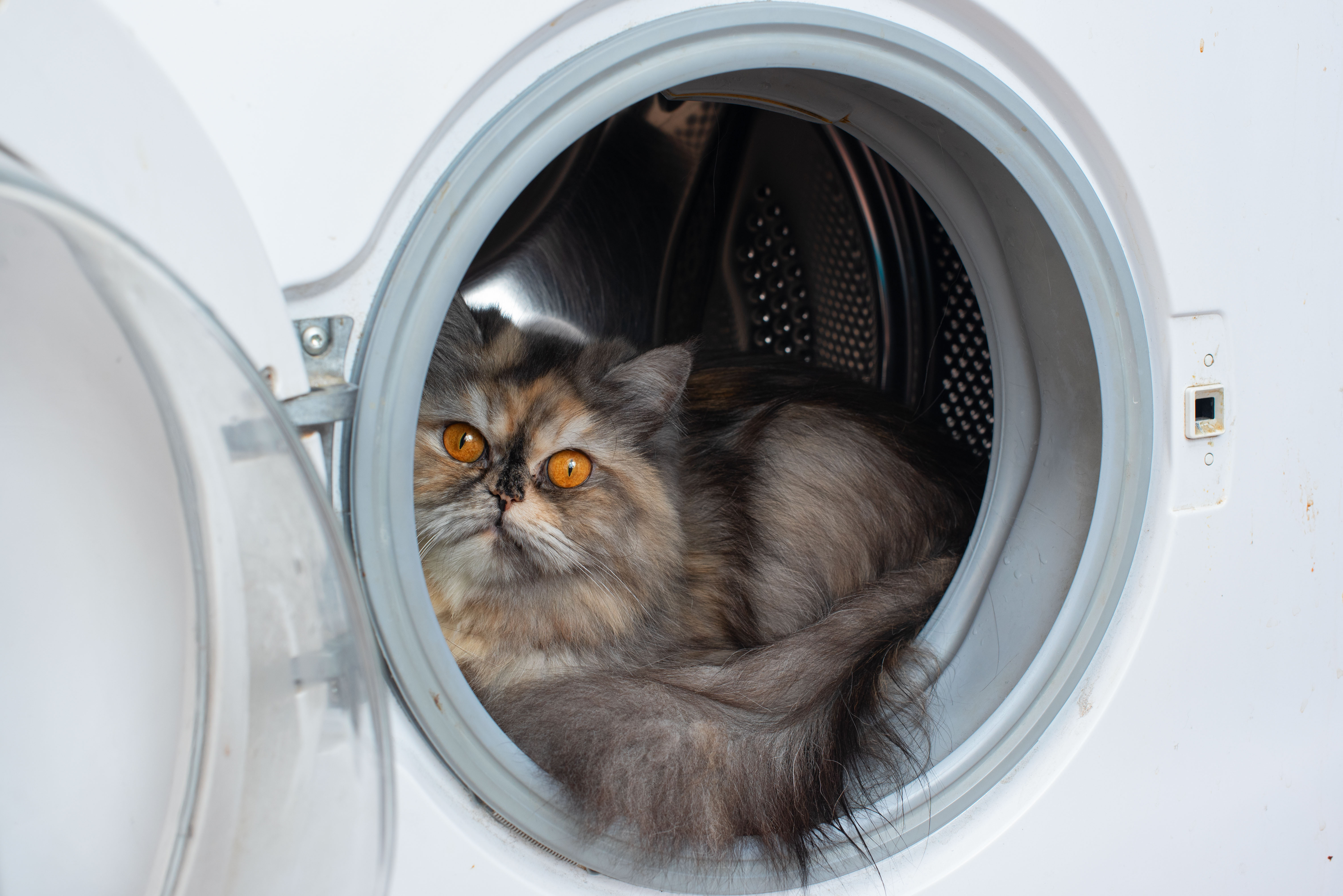 psicologa de gatos
