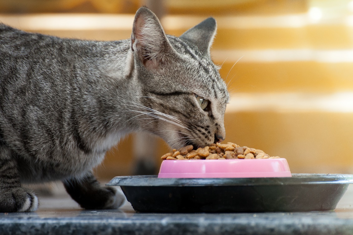 psicologa para gatos