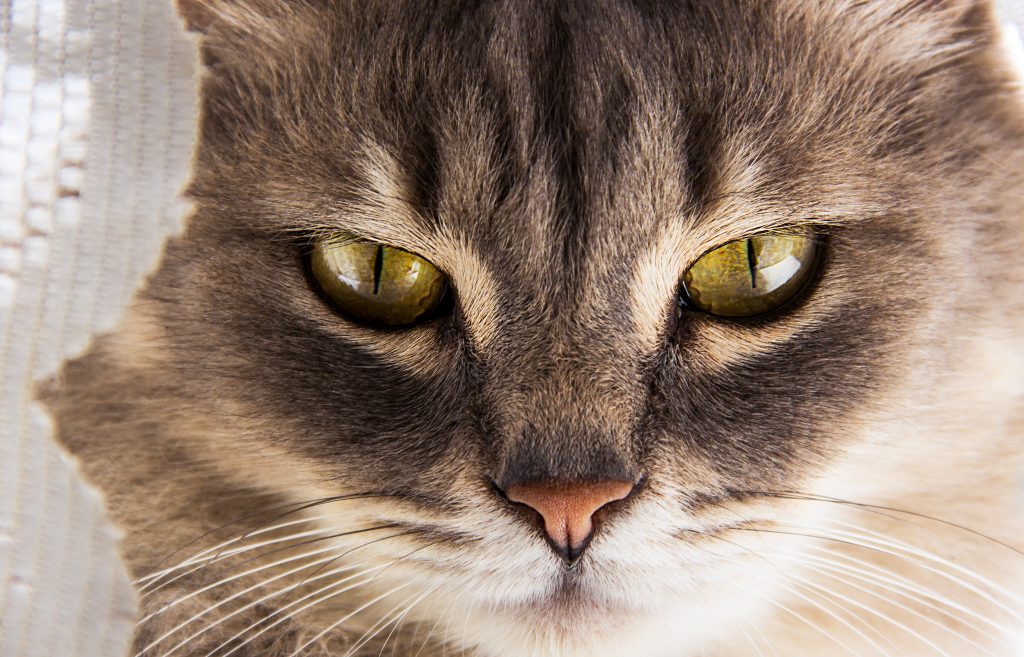 comportamiento de los gatos